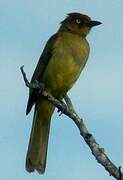 Bulbul importun