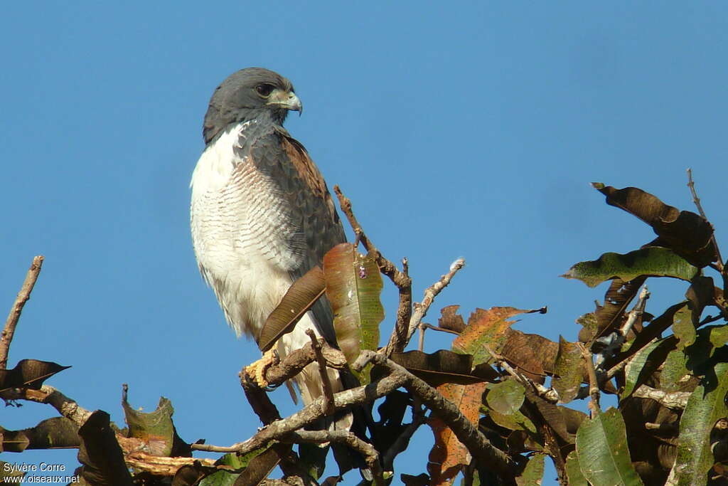 White-tailed Hawkadult, Behaviour