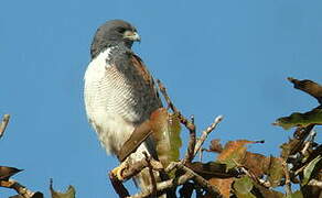 White-tailed Hawk