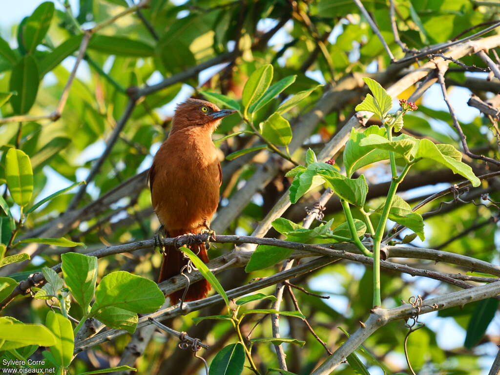 Cacholote uniadulte, habitat, pigmentation