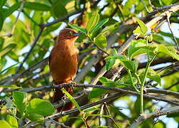 Grey-crested Cacholote