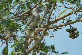 Indian Grey Hornbill