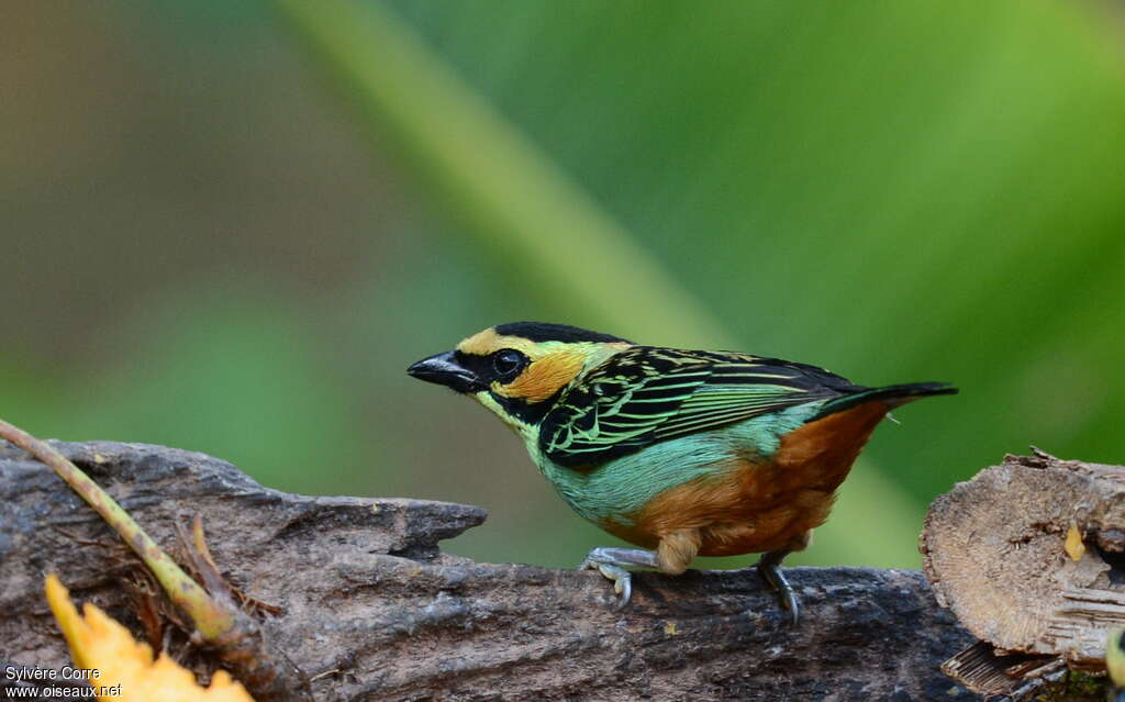 Golden-eared Tanageradult, identification