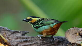 Golden-eared Tanager