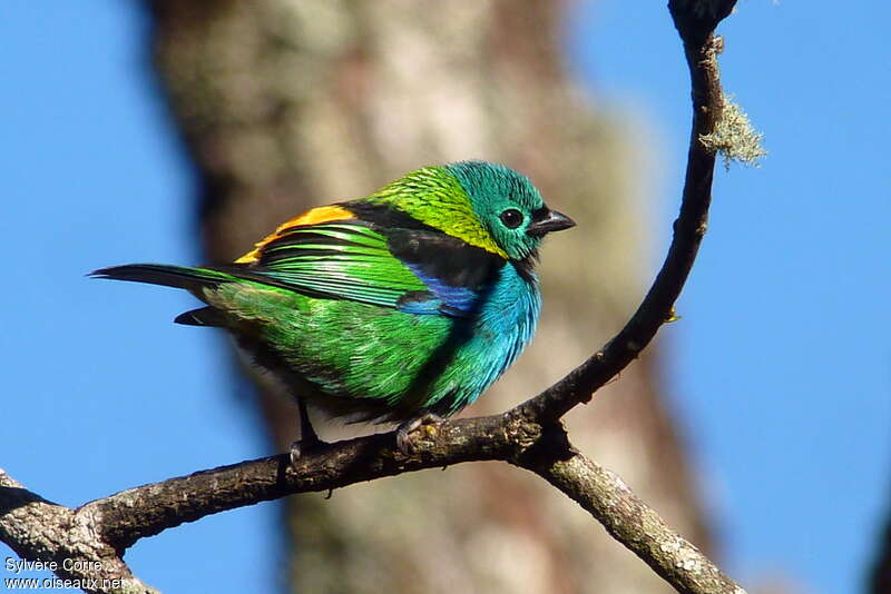 Green-headed Tanager male adult breeding, identification