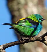 Green-headed Tanager