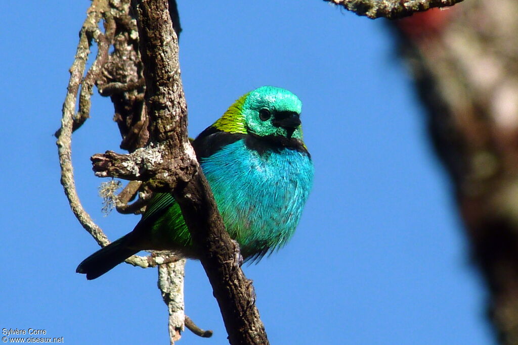 Green-headed Tanager