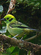 Emerald Tanager