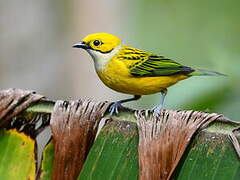 Silver-throated Tanager