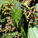 Calliste syacou