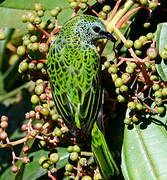 Spotted Tanager