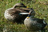 Canard à bec tacheté