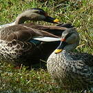 Canard à bec tacheté