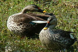 Indian Spot-billed Duck