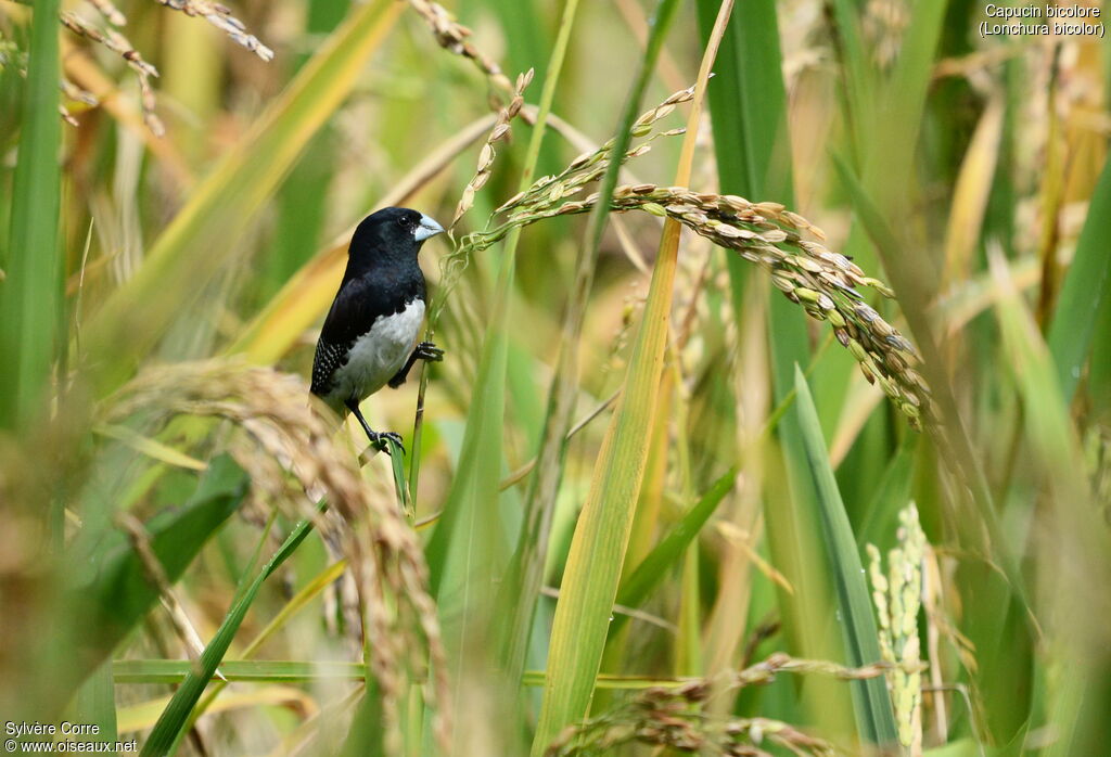 Black-and-white Mannikinadult