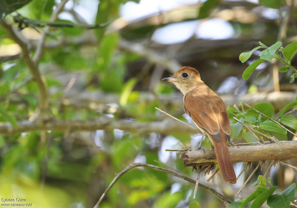 Rufous Casiornisadult