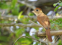 Rufous Casiornis