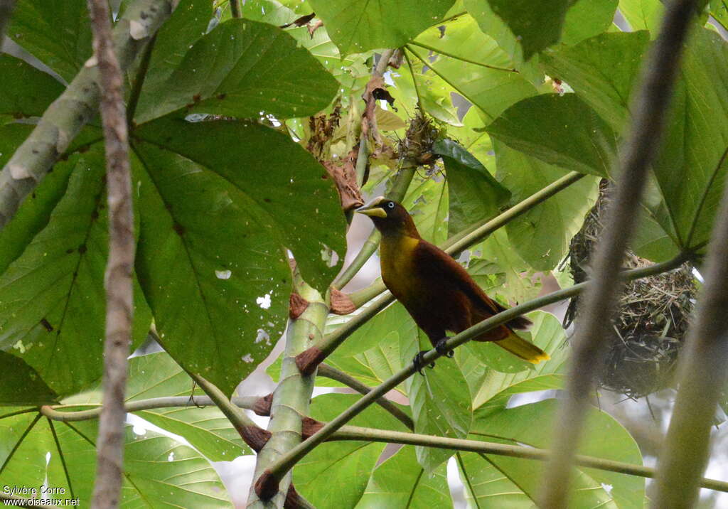 Casqued Oropendola male