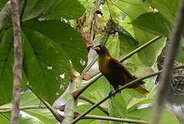 Casqued Oropendola