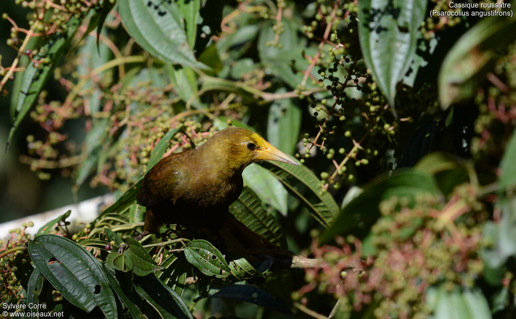 Russet-backed Oropendola