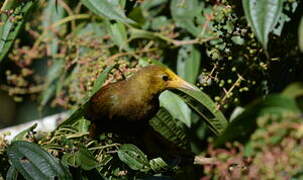 Russet-backed Oropendola