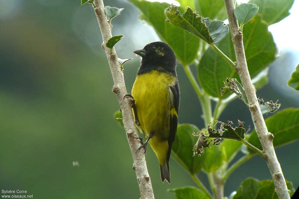 Yellow-bellied Siskin male, identification