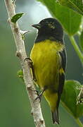 Yellow-bellied Siskin