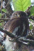 Costa Rican Pygmy Owl