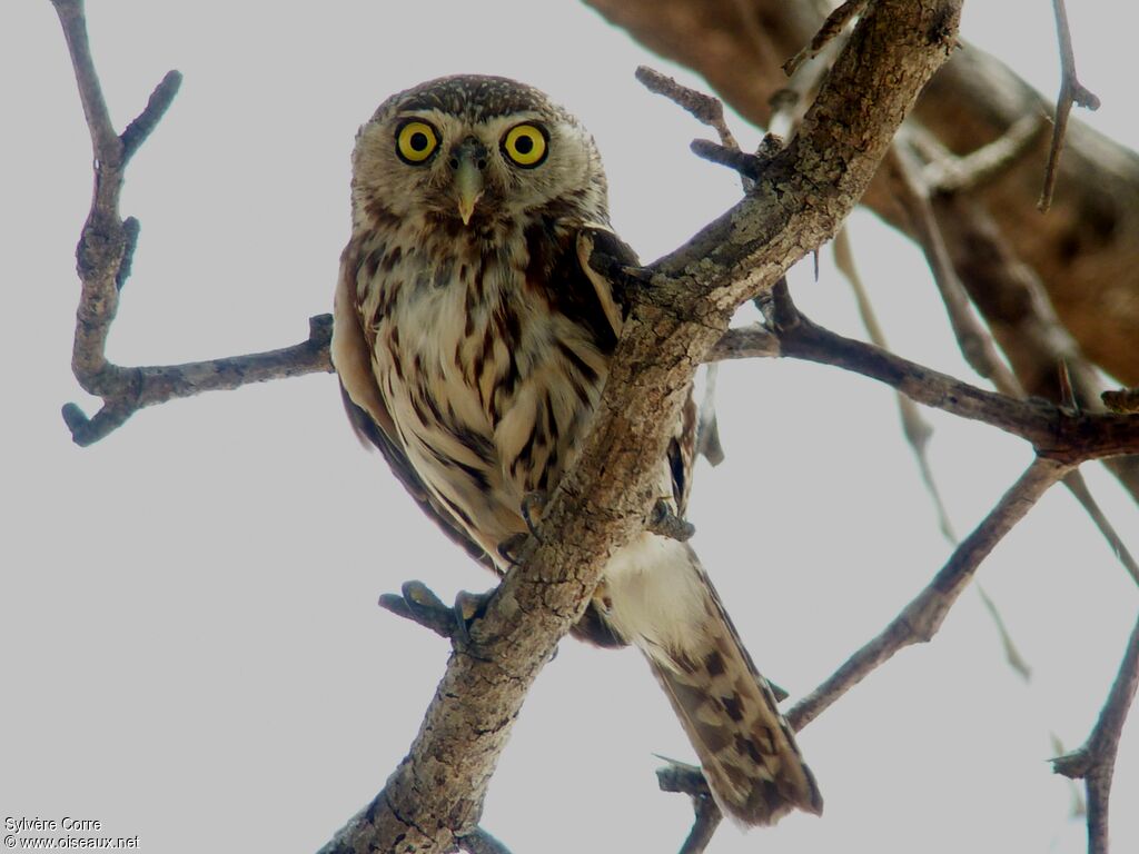 Pearl-spotted Owletadult