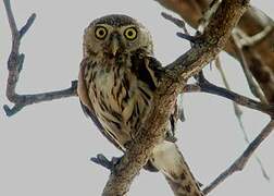 Pearl-spotted Owlet