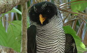 Black-and-white Owl