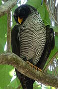 Black-and-white Owl