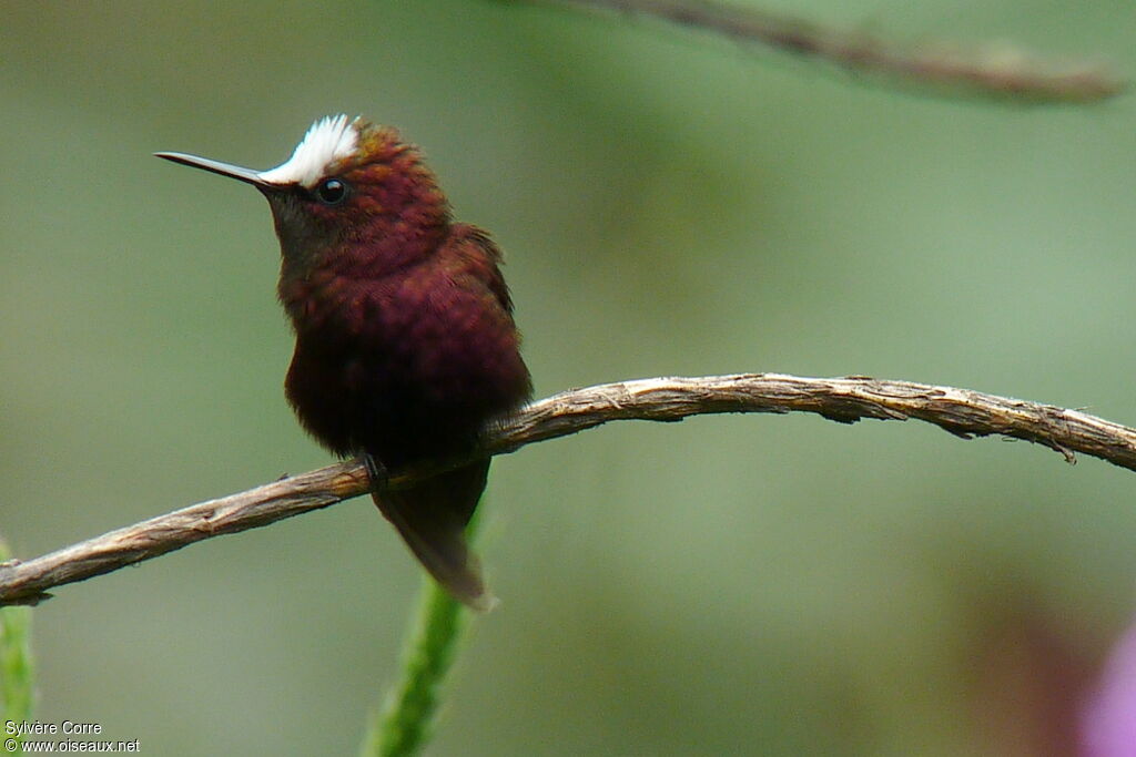 Colibri à coiffe blanche mâle adulte