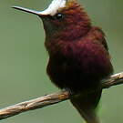 Colibri à coiffe blanche