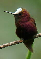 Colibri à coiffe blanche