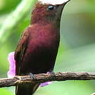 Colibri à coiffe blanche