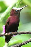 Colibri à coiffe blanche