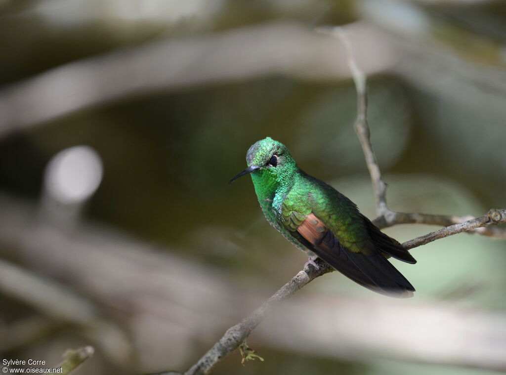 Stripe-tailed Hummingbird