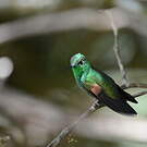 Colibri à épaulettes