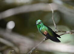 Stripe-tailed Hummingbird