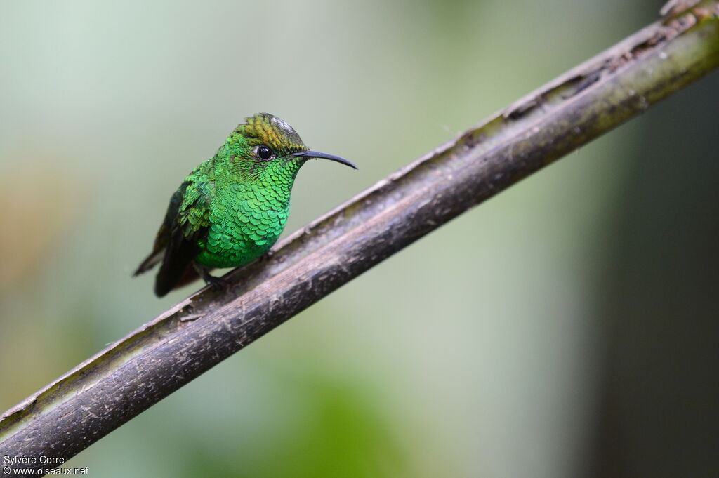 Colibri à tête cuivréeadulte