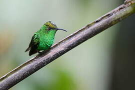 Colibri à tête cuivrée