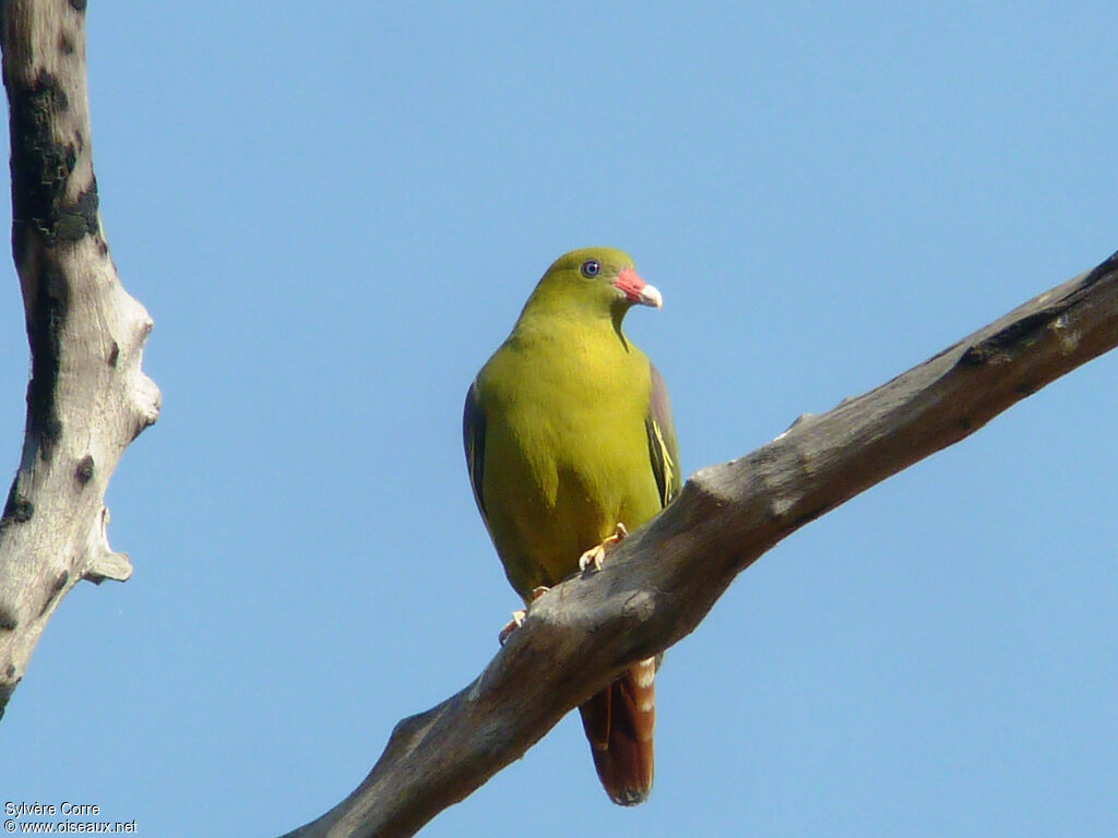 African Green Pigeonadult