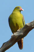 African Green Pigeon