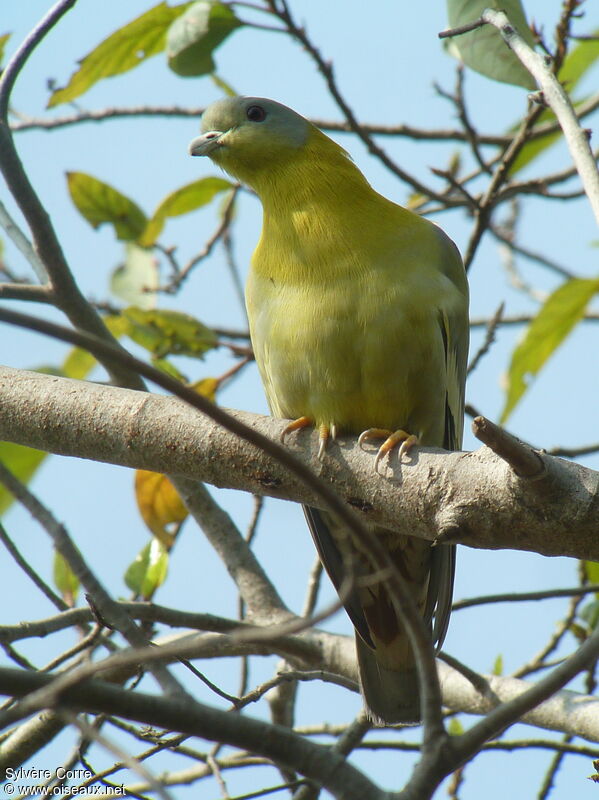 Yellow-footed Green Pigeon male