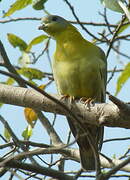 Yellow-footed Green Pigeon