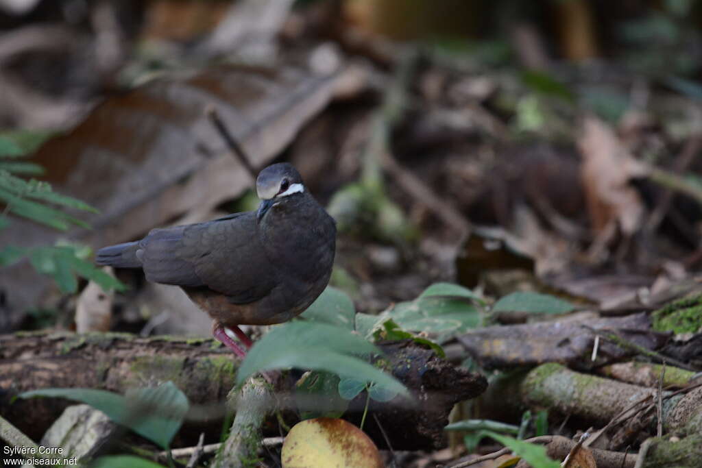 Olive-backed Quail-Doveadult, identification