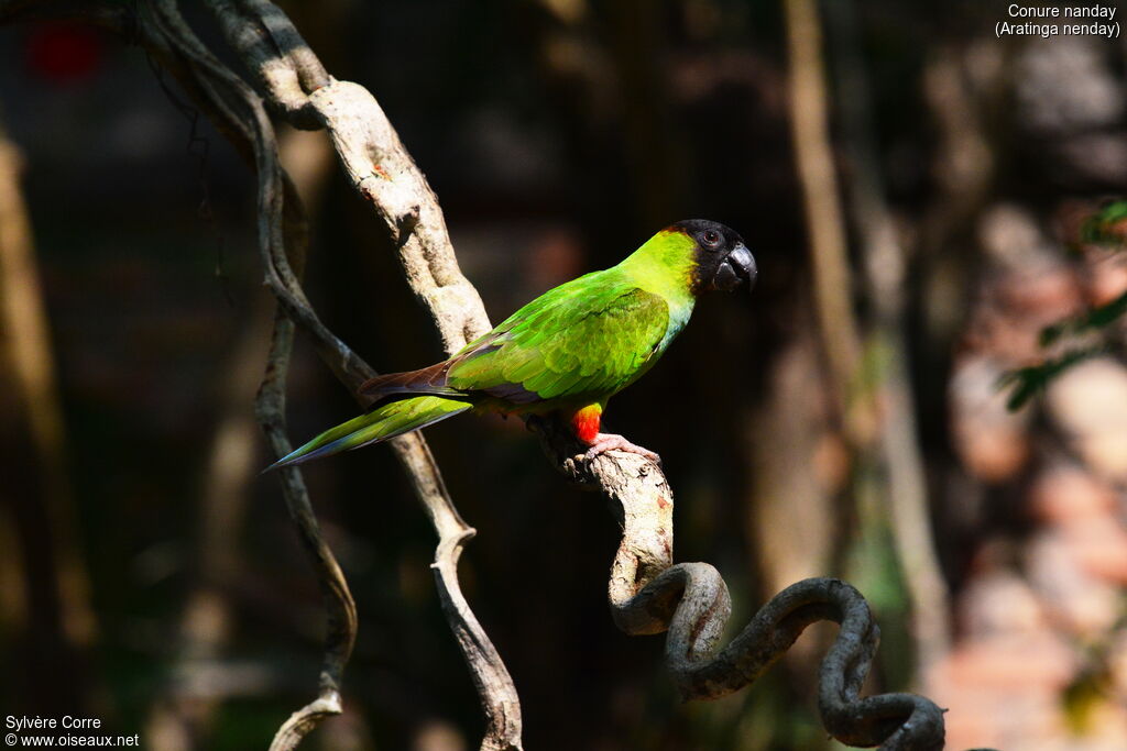 Conure nandayadulte