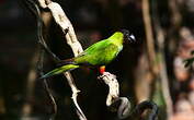 Conure nanday