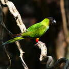 Conure nanday